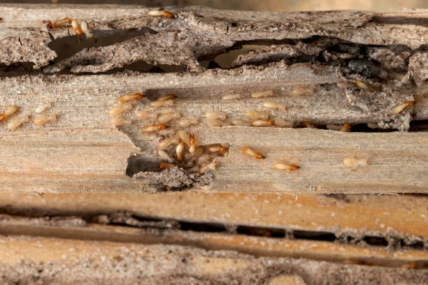 Best Pest Control Treatment  in Greenfield, IA