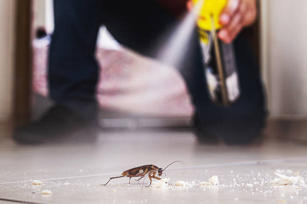Best Wasp Removal Services  in Greenfield, IA